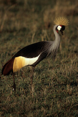 Grue couronnée, .Balearica pavonina, Black Crowned Crane, Kenya