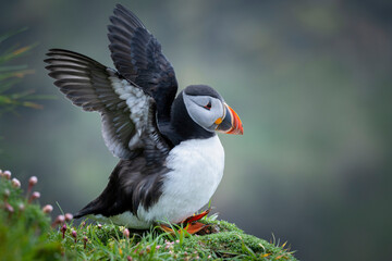 Puffin
