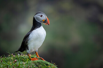 Puffin