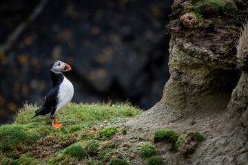 Puffin