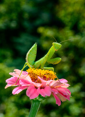 Hierodula transcaucasica - larva, young predatory insect catches its victims on a red flower