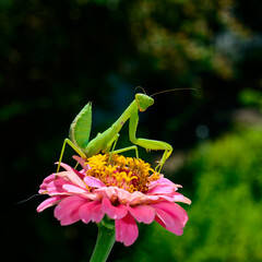Hierodula transcaucasica - larva, young predatory insect catches its victims on a red flower