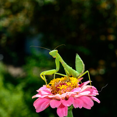 Hierodula transcaucasica - larva, young predatory insect catches its victims on a red flower