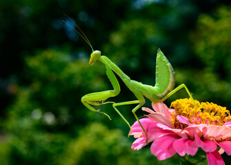 Hierodula transcaucasica - larva, young predatory insect catches its victims on a red flower
