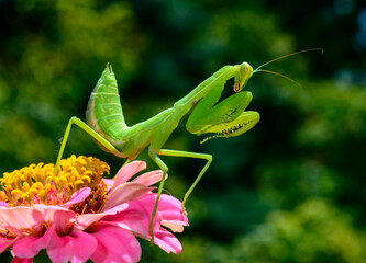 Hierodula transcaucasica - larva, young predatory insect catches its victims on a red flower