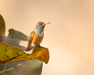 Coastal hummingbird in Miraflores, Lima, Peru