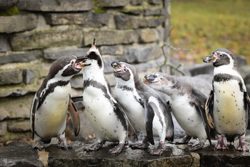 Naklejka premium A Humboldt penguin (Spheniscus humboldti) in a czech zoo.