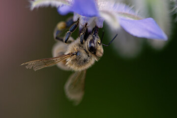 Bee 