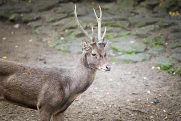 reindeer walk in the zoo. Autumn day at the zoo.	
