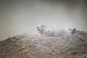 Black-tailed Prairie Dog is in her zoo habitat. Sand habitat in zoo in sunny day.	

