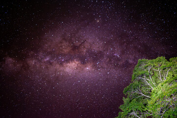 Milky Way in the Amazon jungle of Peru