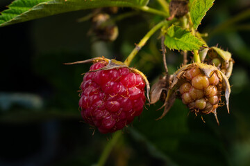 raspberries on the bush
