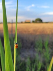 Ladybug on green grass. Coccinellidae. Nature picture. 
