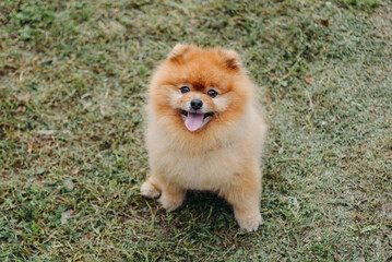 pomeranian spitz looks up at owner on walk in park, tongue out, dogwalking concept