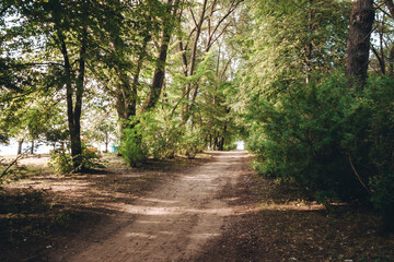 Fototapeta premium A dirt road in the forest. Way in the park. Picturesque alley. Beauty in nature. Hiking travel. Woodland landscape. A scenic trip. No people. Summer backdrop. Natural background. Beautiful wallpaper