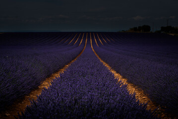 Campo Lavanda