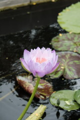 Fototapeta premium Lotus in lake