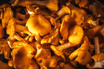 Close-up of chanterelle mushrooms, background for menu or banner. Chosen focus, copyspace
