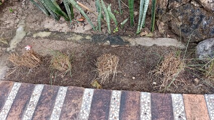 A brick walkway with a few plants growing out of the cracks