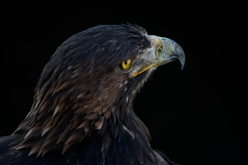 an eagle portrait