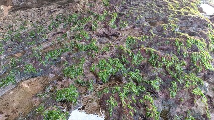A rock covered in green moss
