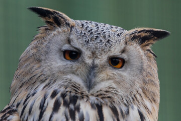 grumpy owl close up