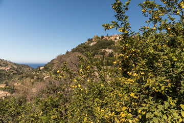 beautiful country sight in mallorca, spain, with citrus fruits in the foreground