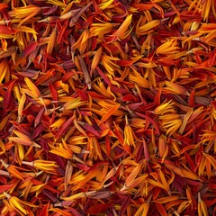 Fototapeta premium Saffron texture background, crocus sativus flowers pattern, dry herbal petals banner, aromatic herbs
