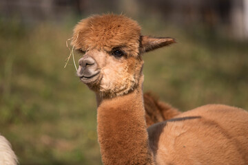 Brown Alpaka Portrait