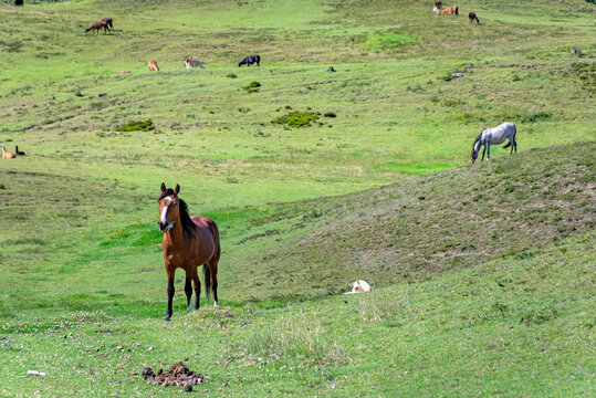 Horses eating grass in a field that is part of the touristic attraction park known as Las Piramides de Cochasqui (Cochasqui Pyramids), on a sunny afternoon. Cochasqui, Ecuador.