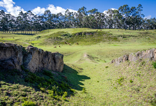 Fields, meadows and plants of the Cochasqui Pyramids Park, in Tabacundo Ecuador, on a beautiful sunny afternoon