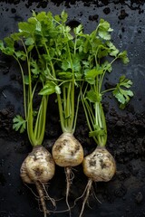 Tubers of turnip rooted chervil textured background, rutabaga pattern, white radish banner, root vegetables