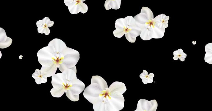 Animation flying realistic white Phalaenopsis Orchids. Pattern with blossom tropical orchid flowers on black. Exotic tropical flowers for wedding, Valentines day, mother's day. 4k motion graphic
