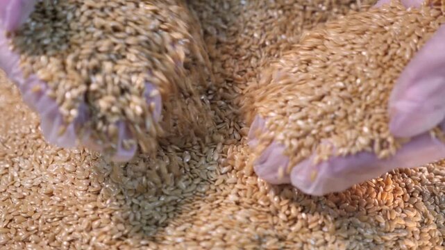 The pastry chef collects the seeds with his hands. Close-up.