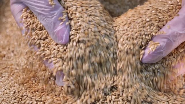 The pastry chef collects the seeds with his hands. Close-up.