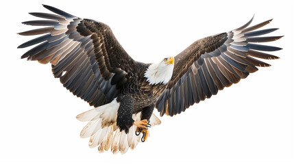 Obraz premium A majestic bald eagle in flight with wings fully extended, isolated on a white background for a dramatic effect.