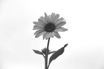black/white flower on white
