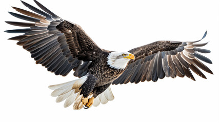 Obraz premium A majestic bald eagle in flight with wings fully extended, isolated on a white background for a dramatic effect.
