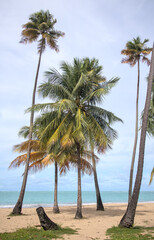 palm trees on a beach (carolina playa in san juan puerto rico) scenic coconut leaves tree branch with leaves foliage tropical island getaway waterfront (scenic travel tourism destination)