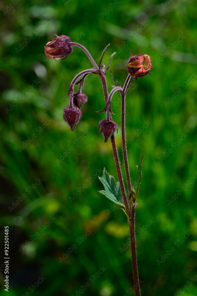 Sticker Bach-Nelkenwurz // Water avens (Geum rivale) - Prokletije, Montenegro