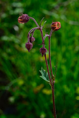 Bach-Nelkenwurz // Water avens (Geum rivale) - Prokletije, Montenegro