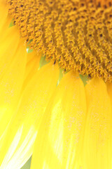 p&eacute;tale ensoleill&eacute;e