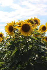 les tournesols de Van Gogh