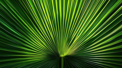 Fototapeta premium Green Palm Leaf Texture