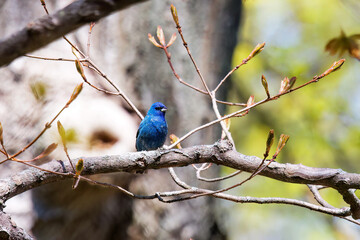 The indigo bunting (Passerina cyanea), male in spring