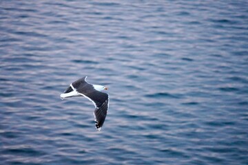 Great black-backed gull in flight on the ocean with a calm water background in Kristiansund, Norway