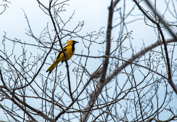 Yellow tailed bird on the tree branch.Beautiful yellow bird.