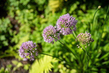 Fototapeta premium image of pink leek plants with green background