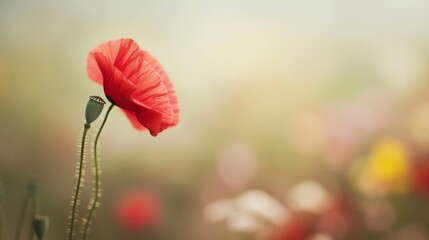 Single red poppy flower against a soft, blurred background