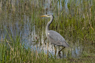 closeup of a grey heron in the marsh of Borgoyen nature reserve. Ghent, Flanders, Belgium 